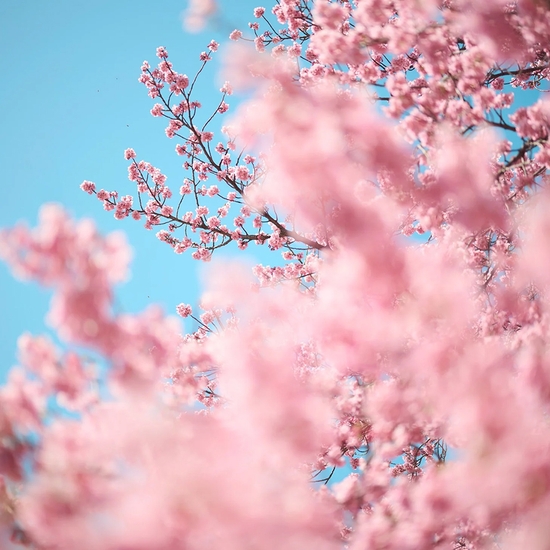 Troy House, Cherry Blossom S, 2026, Archival pigment print, Available in various sizes, Edition of 20