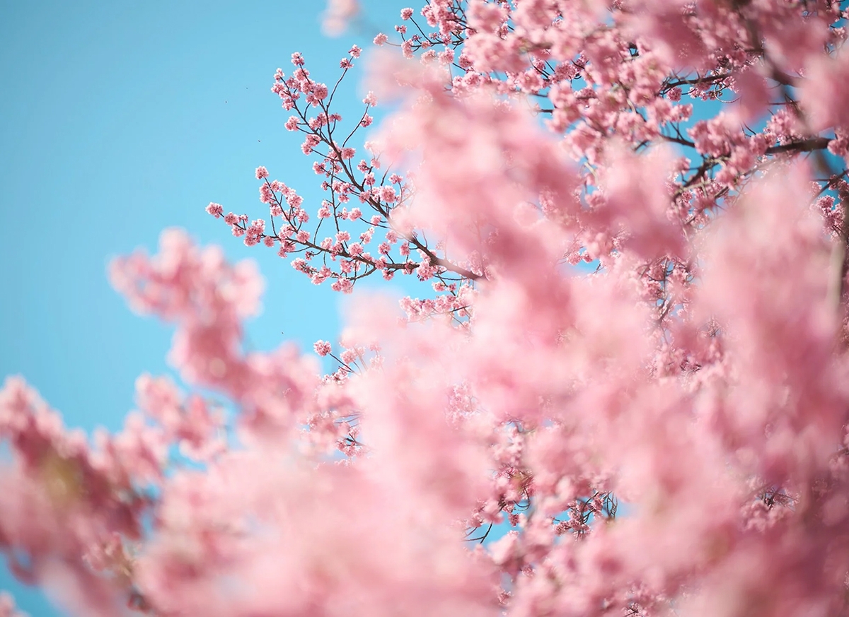 Troy House, Cherry Blossom S, 2026, Archival pigment print, Available in various sizes, Edition of 20