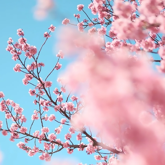 Detail of 'Cherry Blossom S'