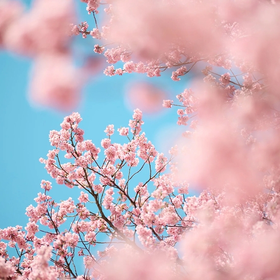 Troy House, Cherry Blossom T, 2026, Archival pigment print, Available in various sizes, Edition of 20