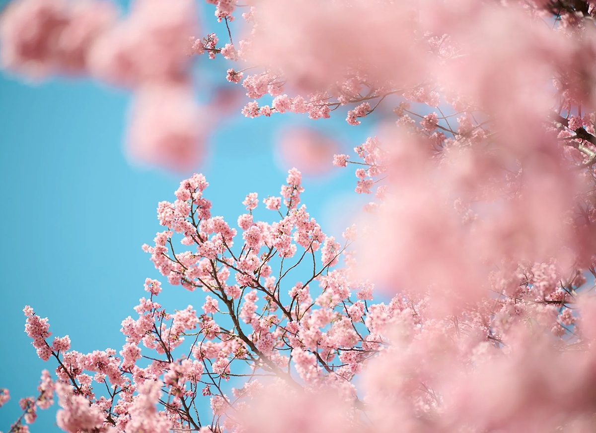 Troy House, Cherry Blossom T, 2026, Archival pigment print, Available in various sizes, Edition of 20