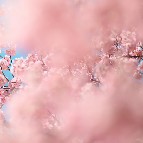Detail of 'Cherry Blossom T'
