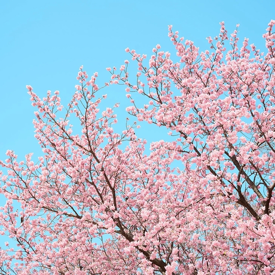 Troy House, Cherry Blossom U, 2026, Archival pigment print, Available in various sizes, Edition of 20