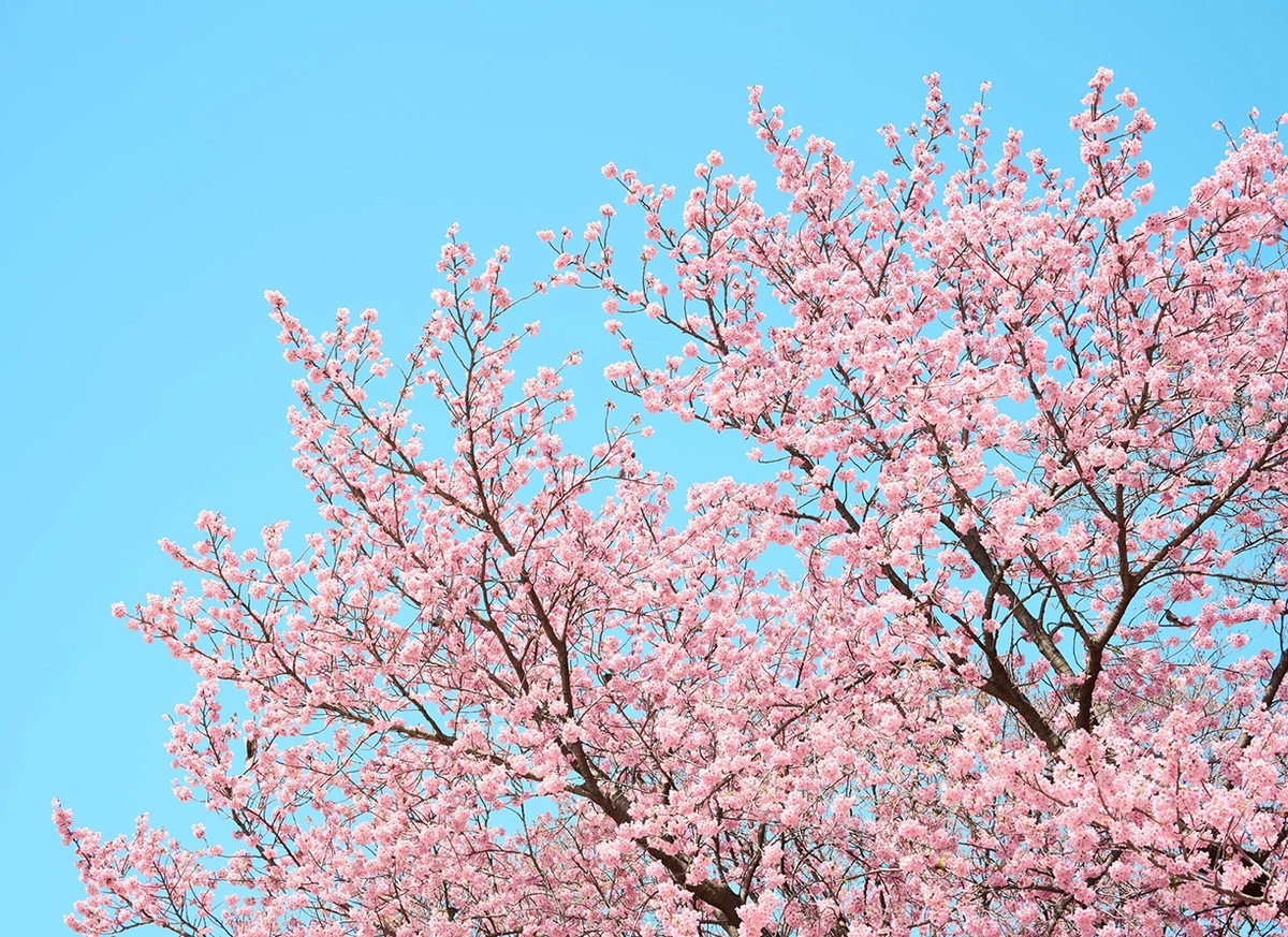 Troy House, Cherry Blossom U, 2026, Archival pigment print, Available in various sizes, Edition of 20