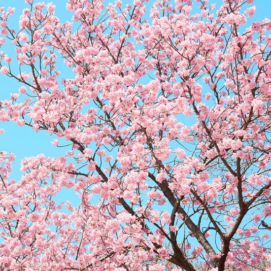 Detail of 'Cherry Blossom U'