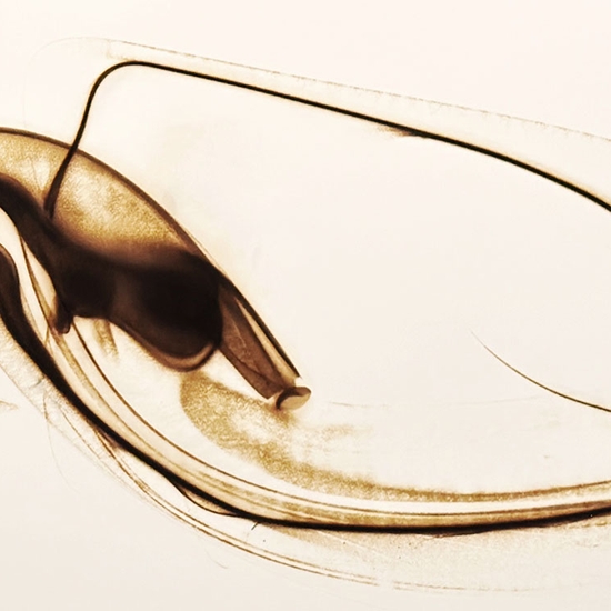 Detail of 'Trace 0126'