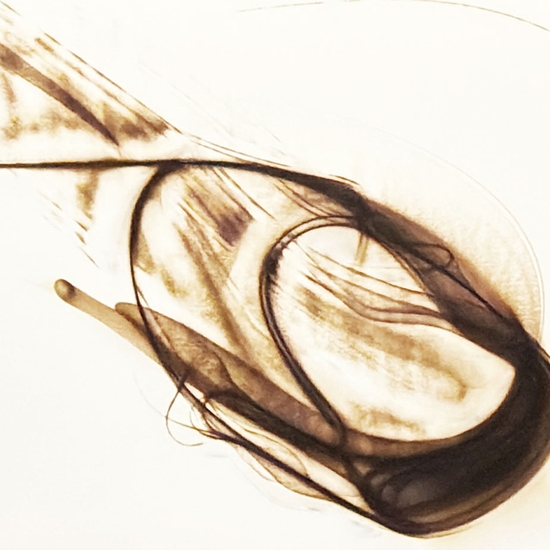 Detail of 'Trace 0326'