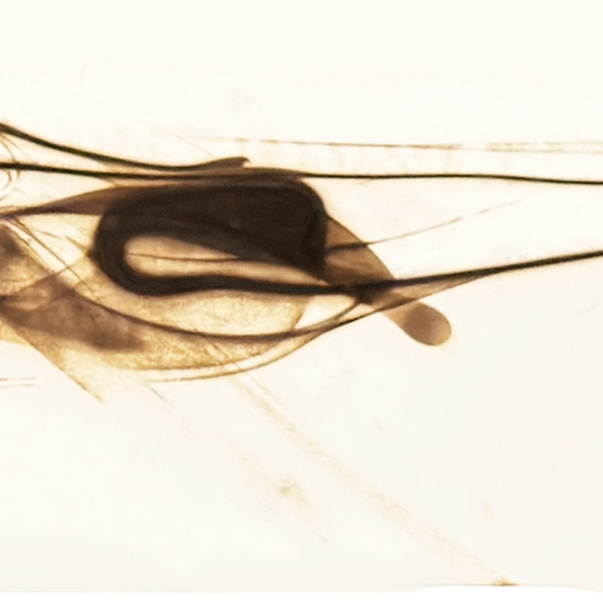 Detail of 'Trace 0426'
