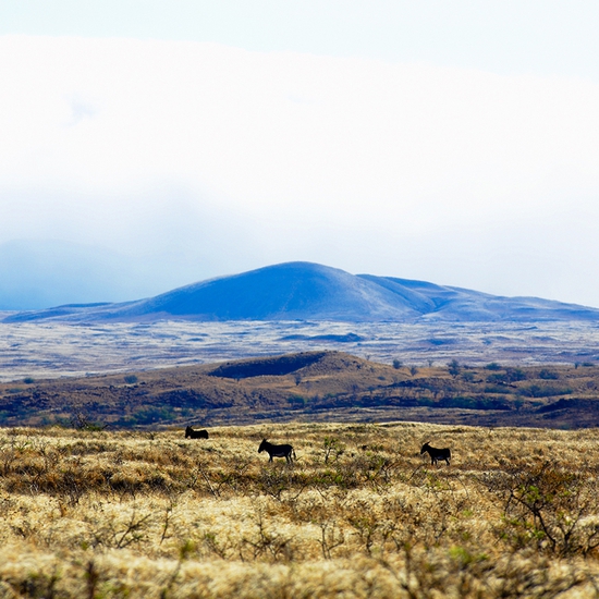 Jules Frazier: Mule for Sister Sara, 2009, Fine art archival print, 20 x 30 and 34 x 51 inches
