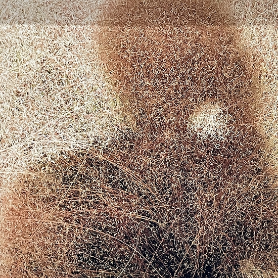 Detail of 'Muhly Grass (pink mist)'