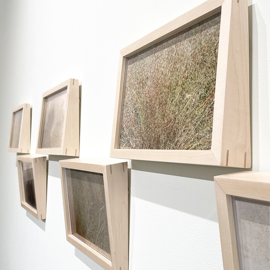 Side view of 'Muhly Grass (pink mist)'