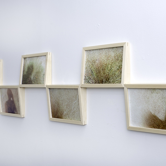 Derrick Velasquez, Muhly Grass (pink mist), 2025, Digital archival print (framed), 15 x 72 x 1.5 inches, Edition of 2