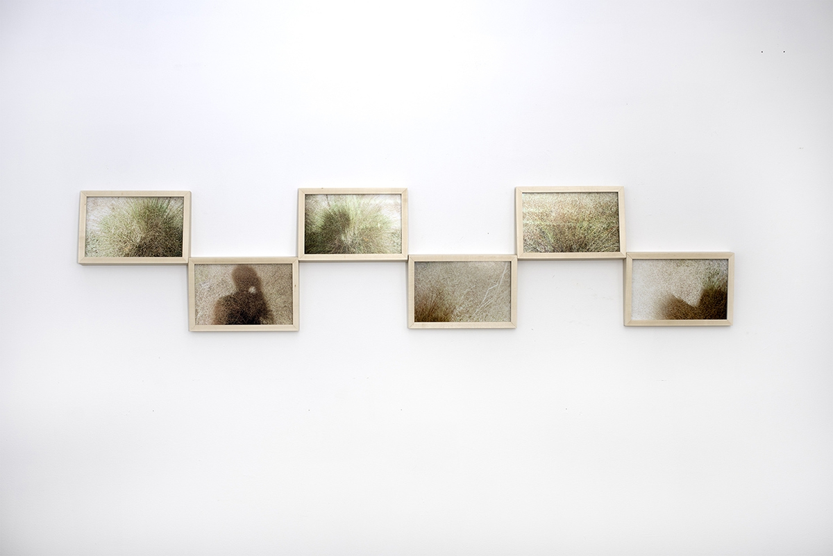 Derrick Velasquez, Muhly Grass (pink mist), 2025, Digital archival print (framed), 15 x 72 x 1.5 inches, Edition of 2